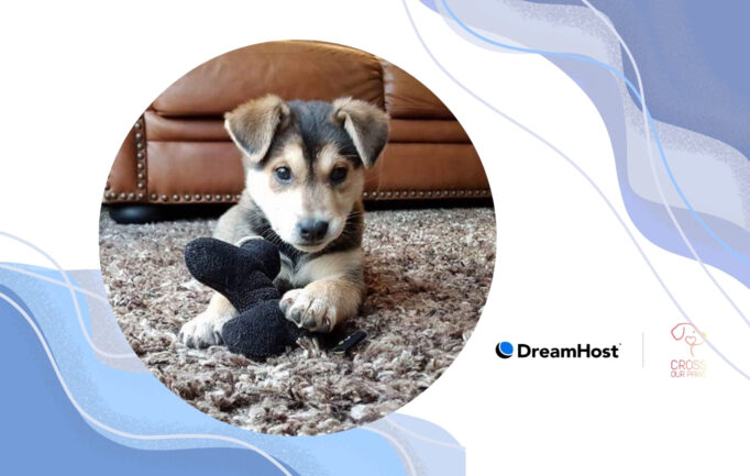 A Rescue Without a Website—Until It Couldn’t Wait Anymore